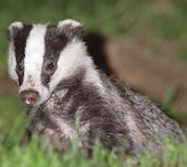 WestSurreyBadgerGroup